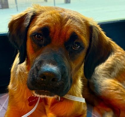 Nahal, Adoptable, Adult Female Retriever & Mixed Breed.
