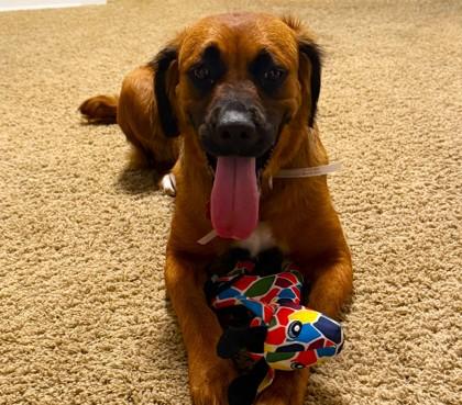 Enlarge Nahal, a Adoptable mixed breed in Kansas City, MO image 2/3