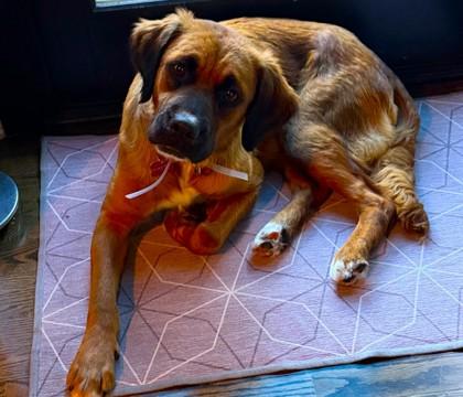 Enlarge Nahal, a Adoptable mixed breed in Kansas City, MO image 3/3