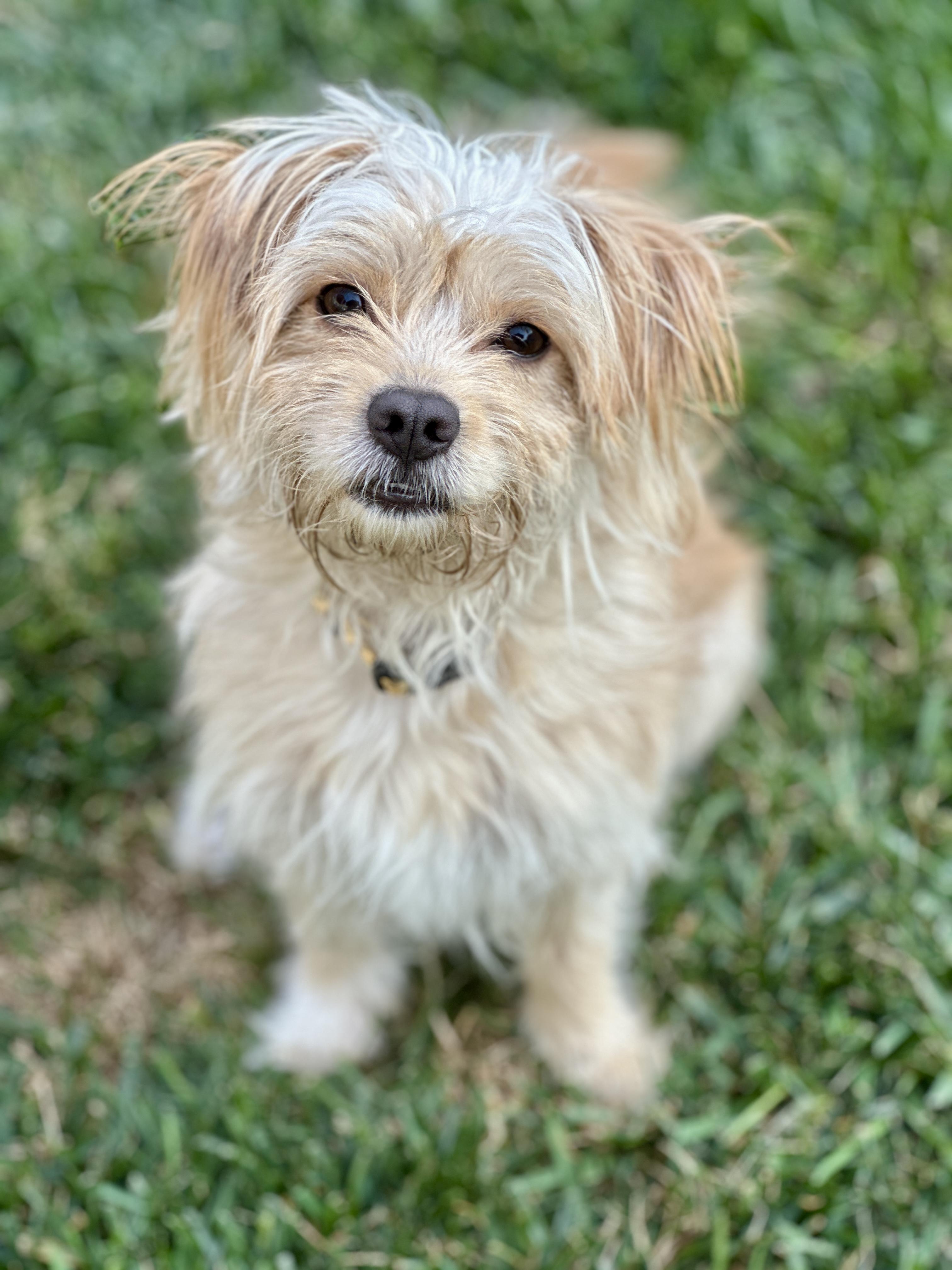 Enlarge FRIZZLE, a ADOPTABLE mixed breed in San Francisco, CA image 1/1