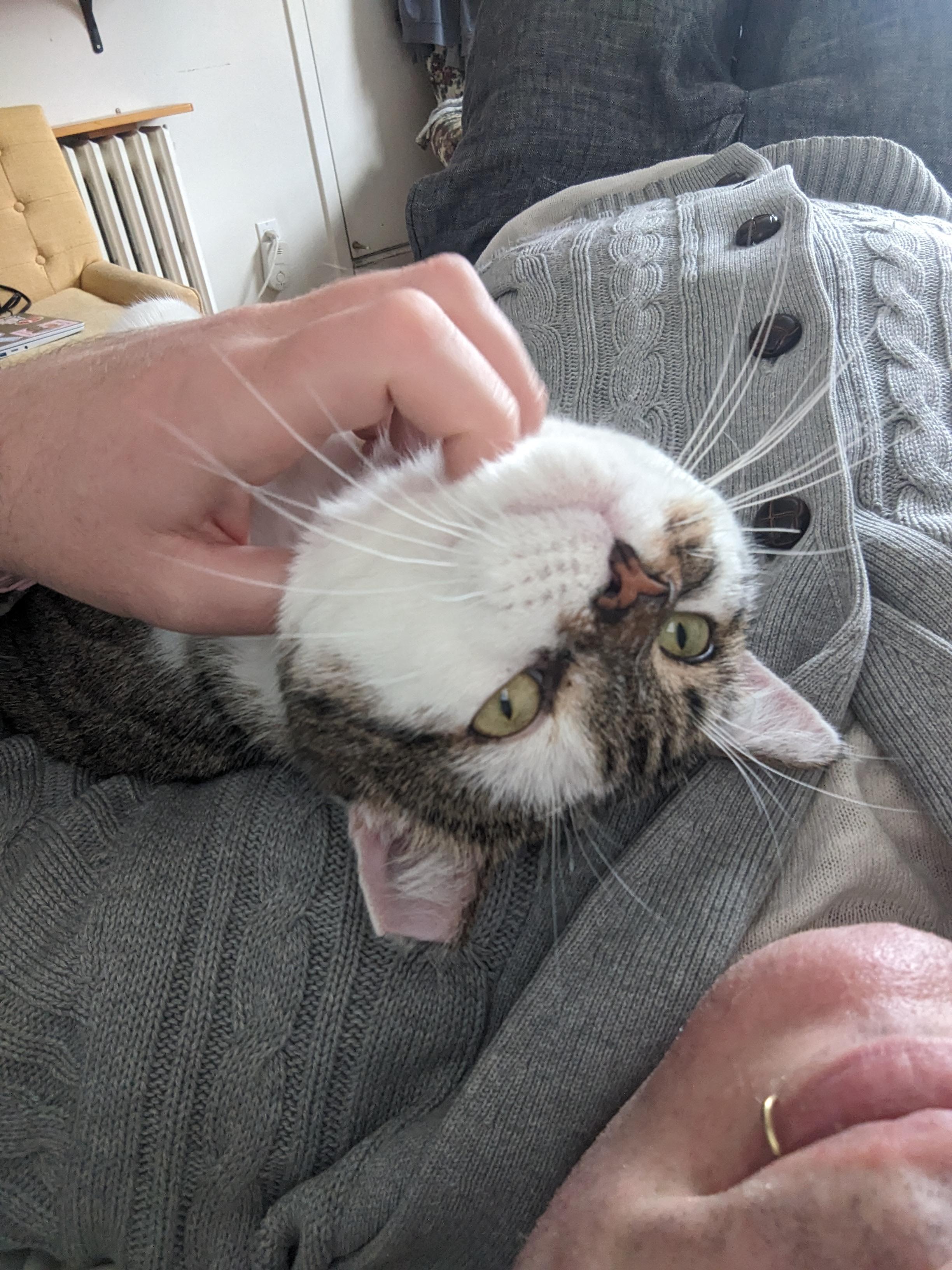 Enlarge Matcha, a ADOPTABLE Domestic Short Hair in Toronto, ON image 1/6