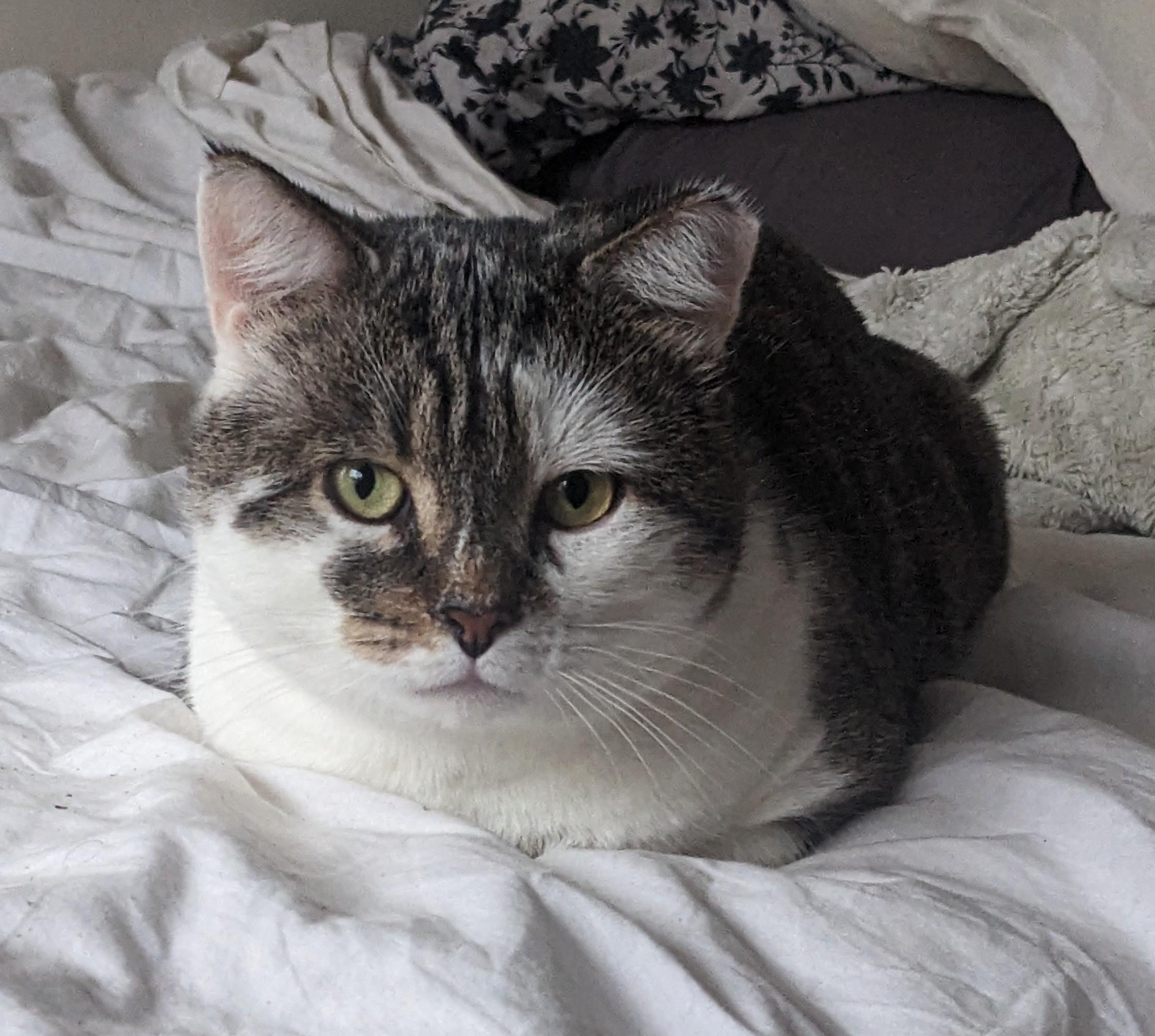 Enlarge Matcha, a ADOPTABLE Domestic Short Hair in Toronto, ON image 2/6