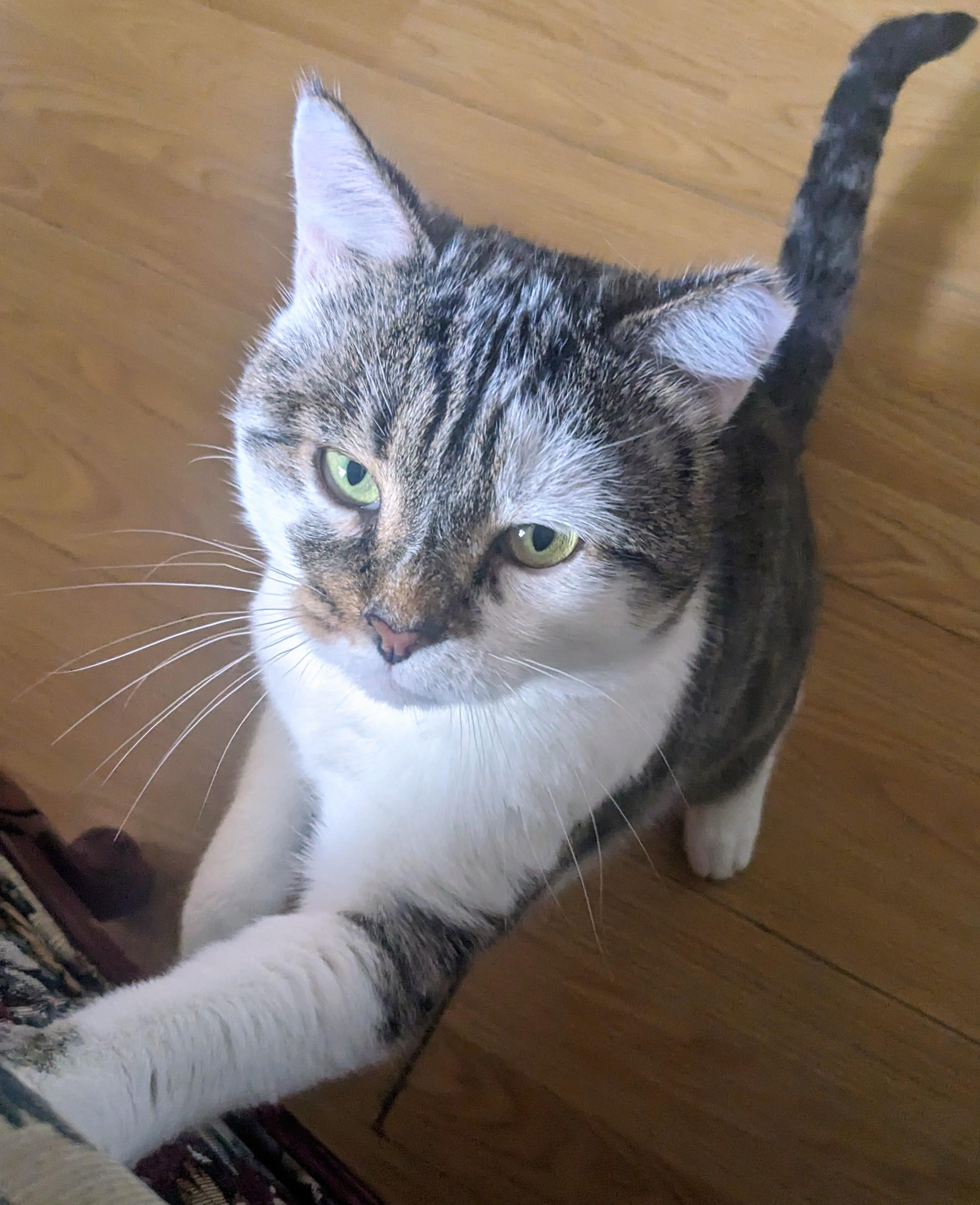 Enlarge Matcha, a ADOPTABLE Domestic Short Hair in Toronto, ON image 3/6