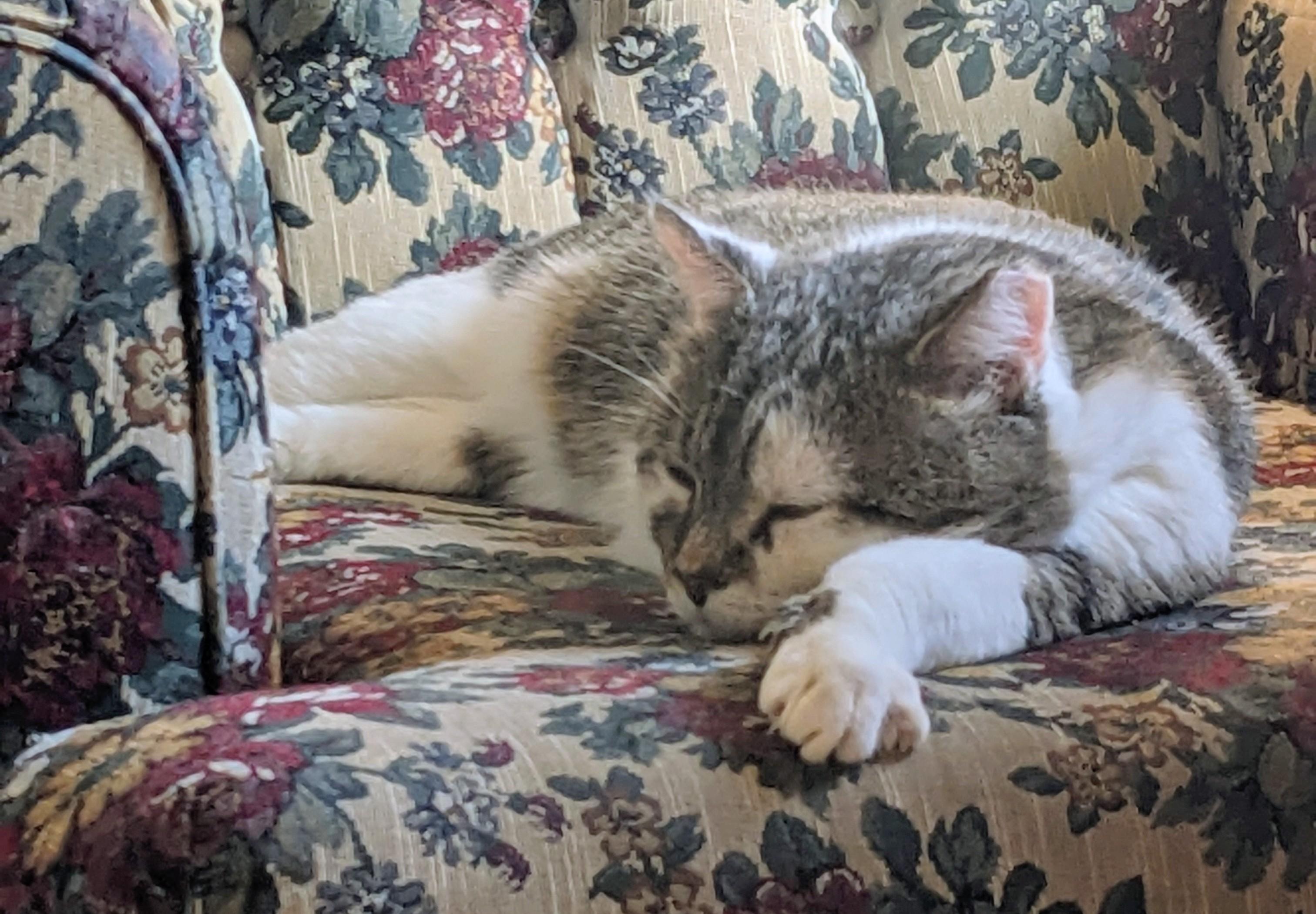 Enlarge Matcha, a ADOPTABLE Domestic Short Hair in Toronto, ON image 4/6