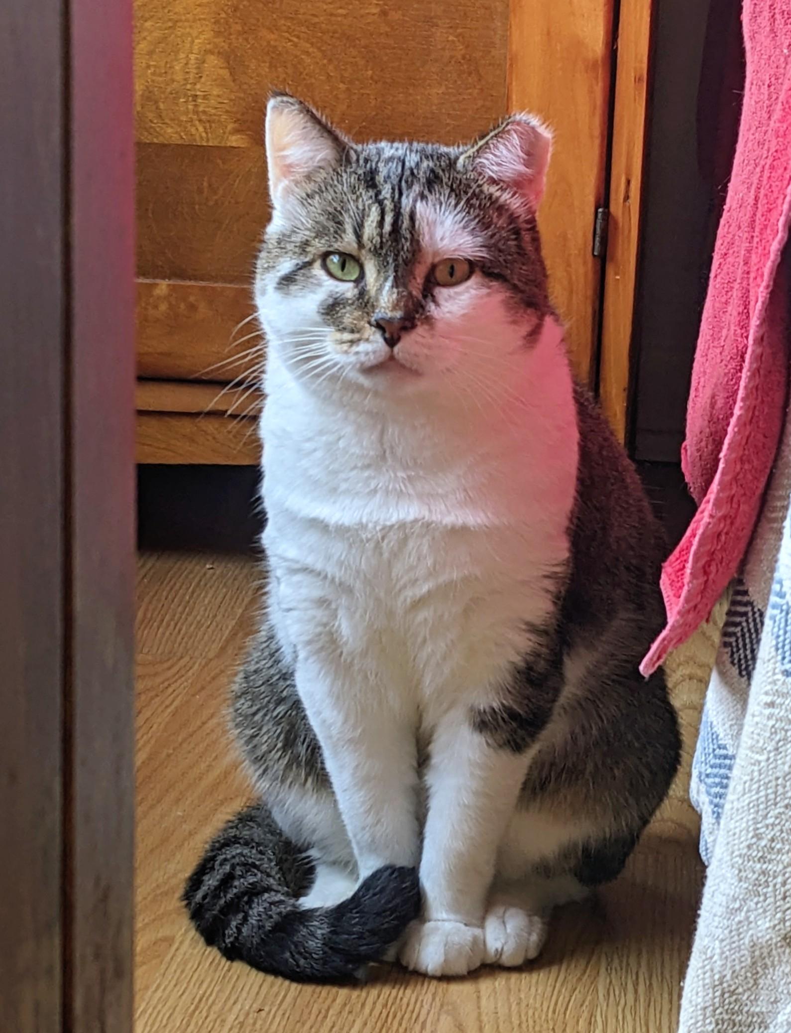 Enlarge Matcha, a ADOPTABLE Domestic Short Hair in Toronto, ON image 5/6