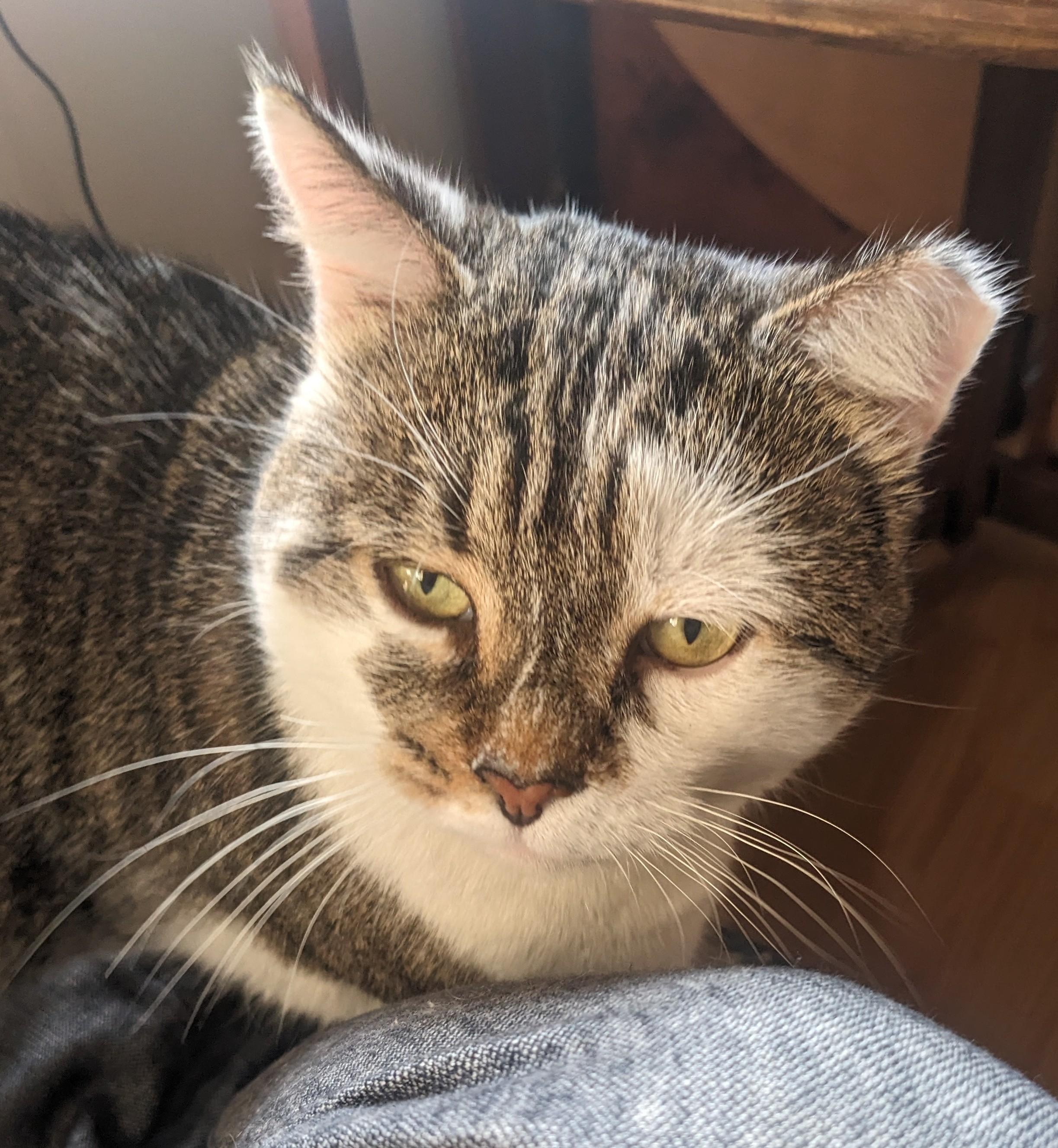 Enlarge Matcha, a ADOPTABLE Domestic Short Hair in Toronto, ON image 6/6