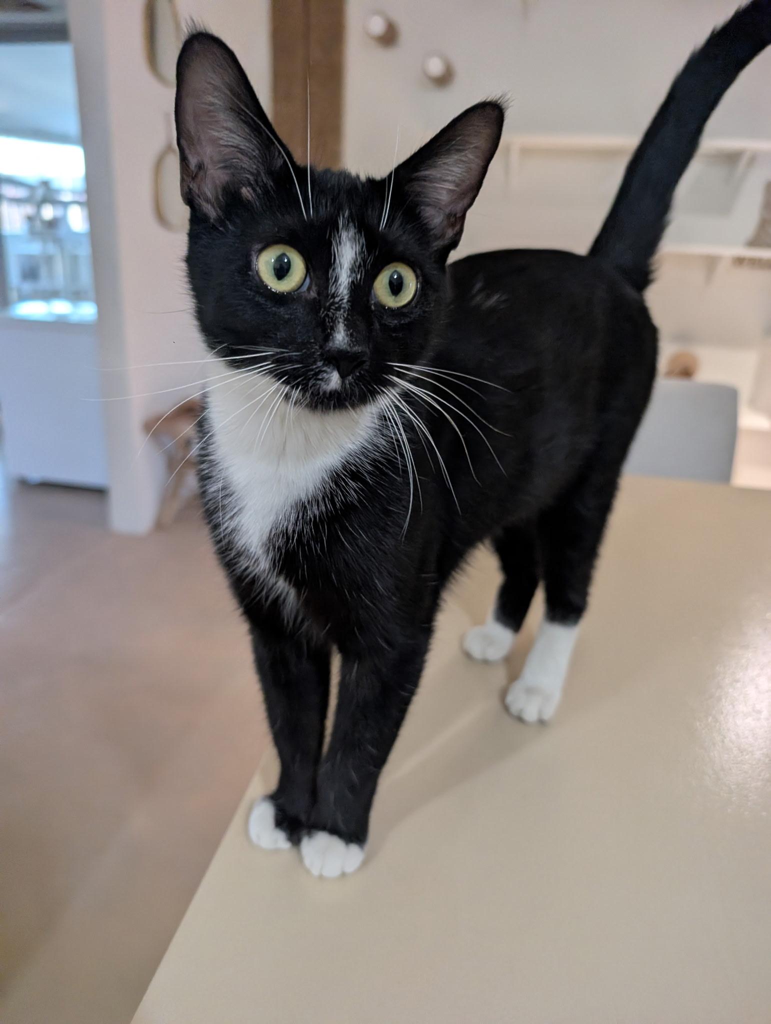 Olive, ADOPTABLE, Young Female Domestic Short Hair.
