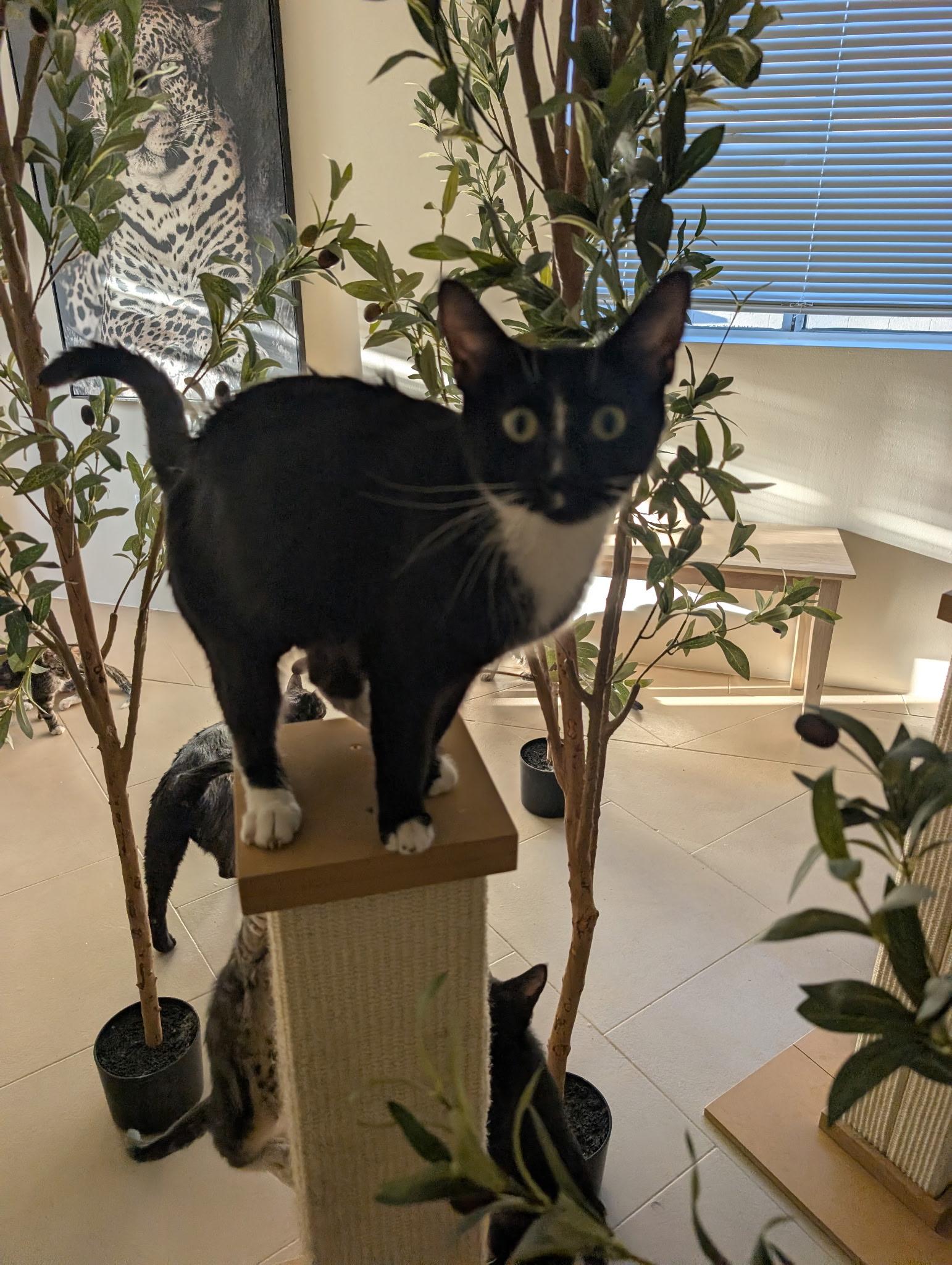 Olive, a ADOPTABLE mixed breed in Youngtown, AZ image 4/4