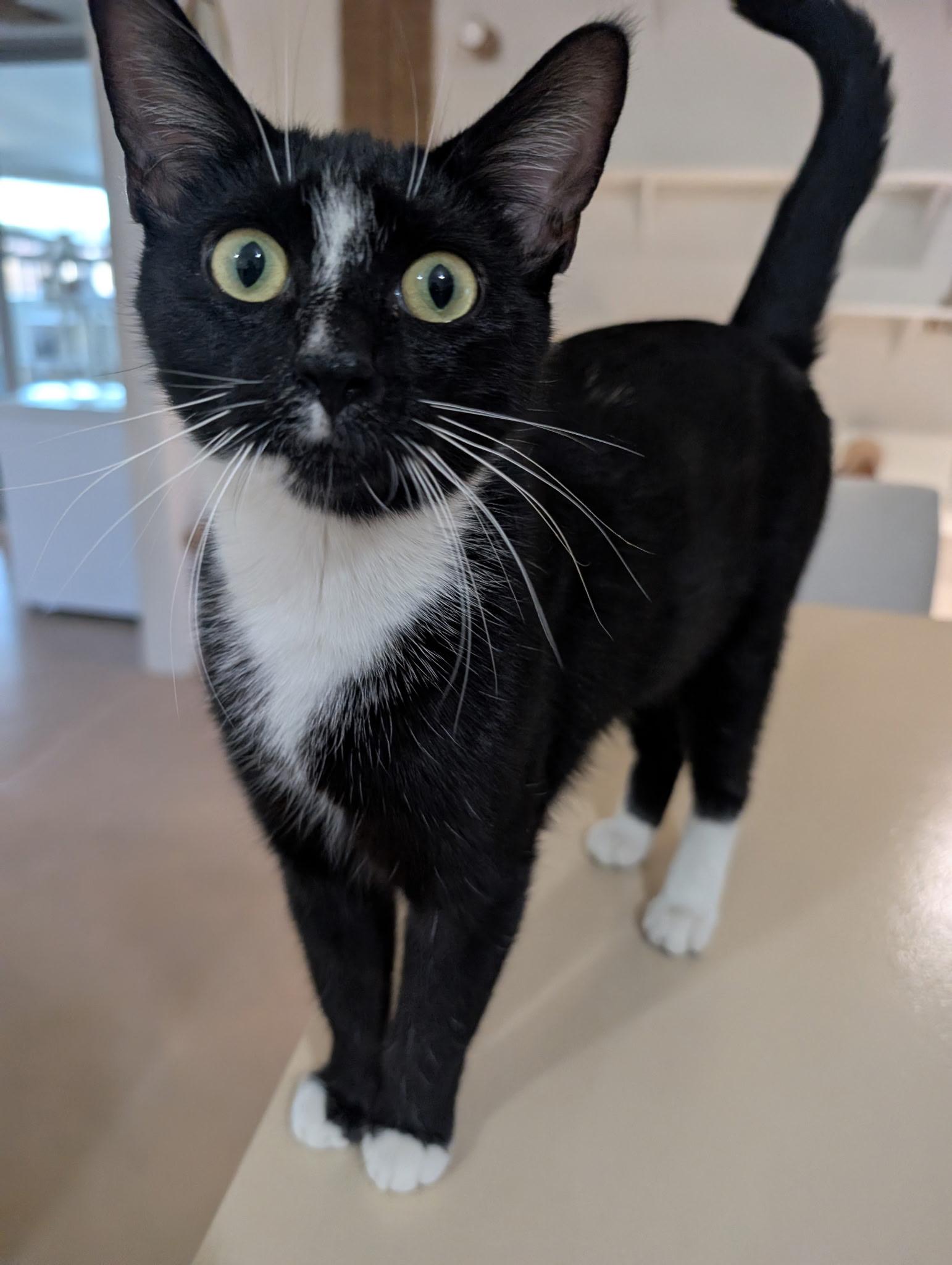 Olive, a ADOPTABLE mixed breed in Youngtown, AZ image 3/4
