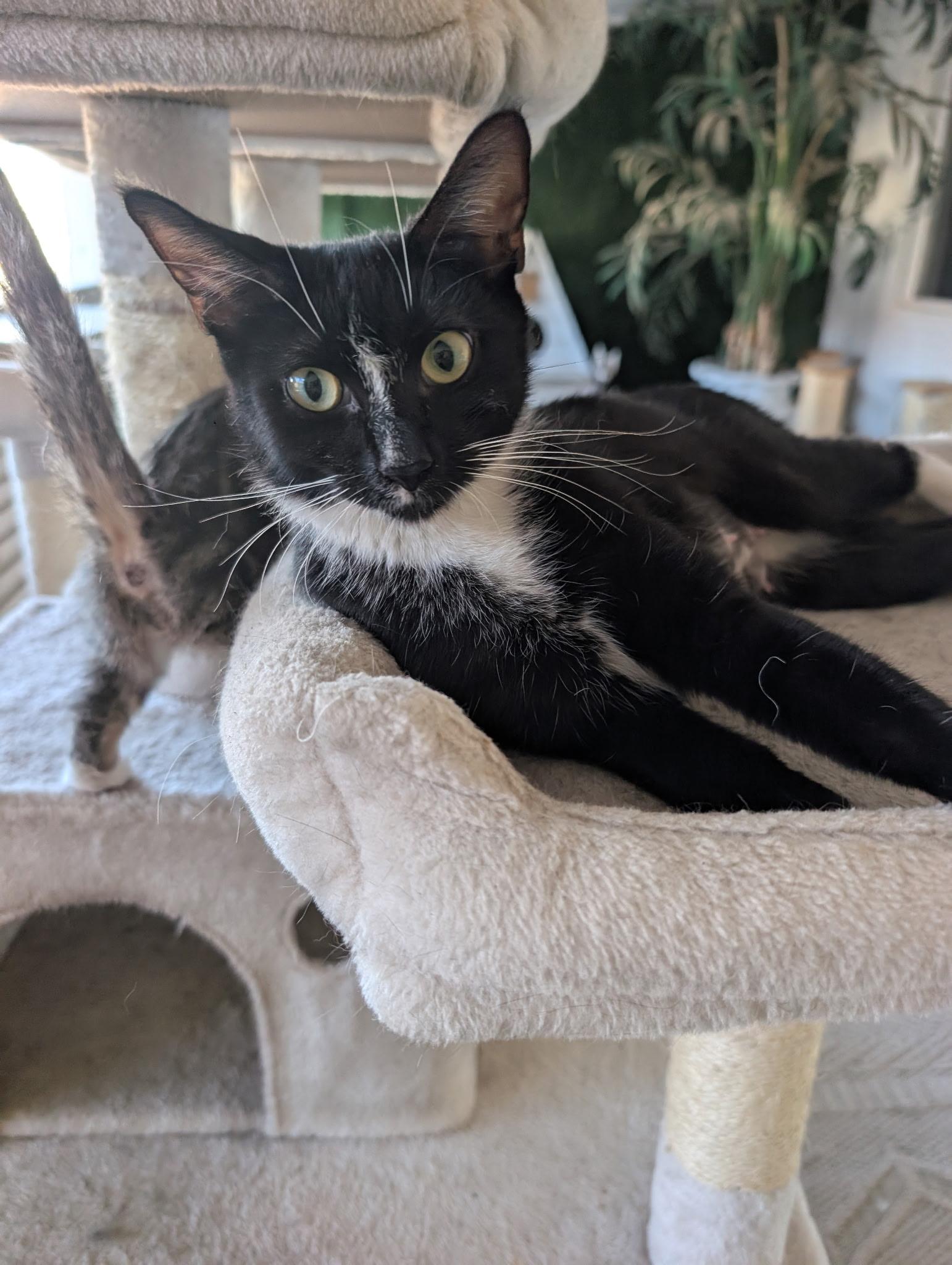 Olive, a ADOPTABLE mixed breed in Youngtown, AZ image 2/4
