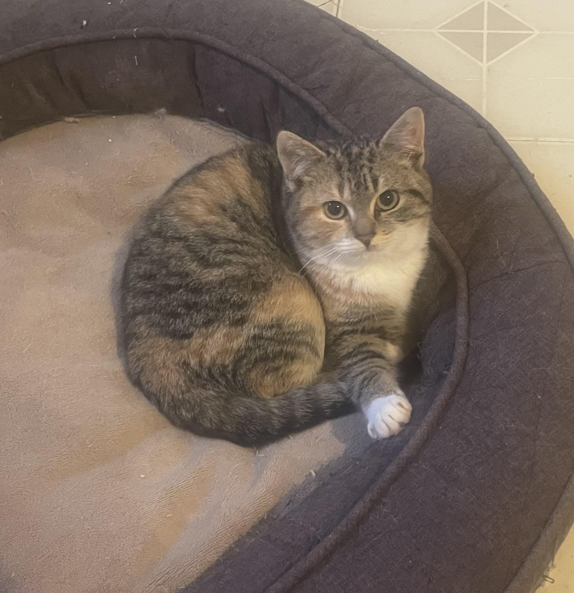 Enlarge Mia, a ADOPTABLE Calico in Troy, NY image 1/1