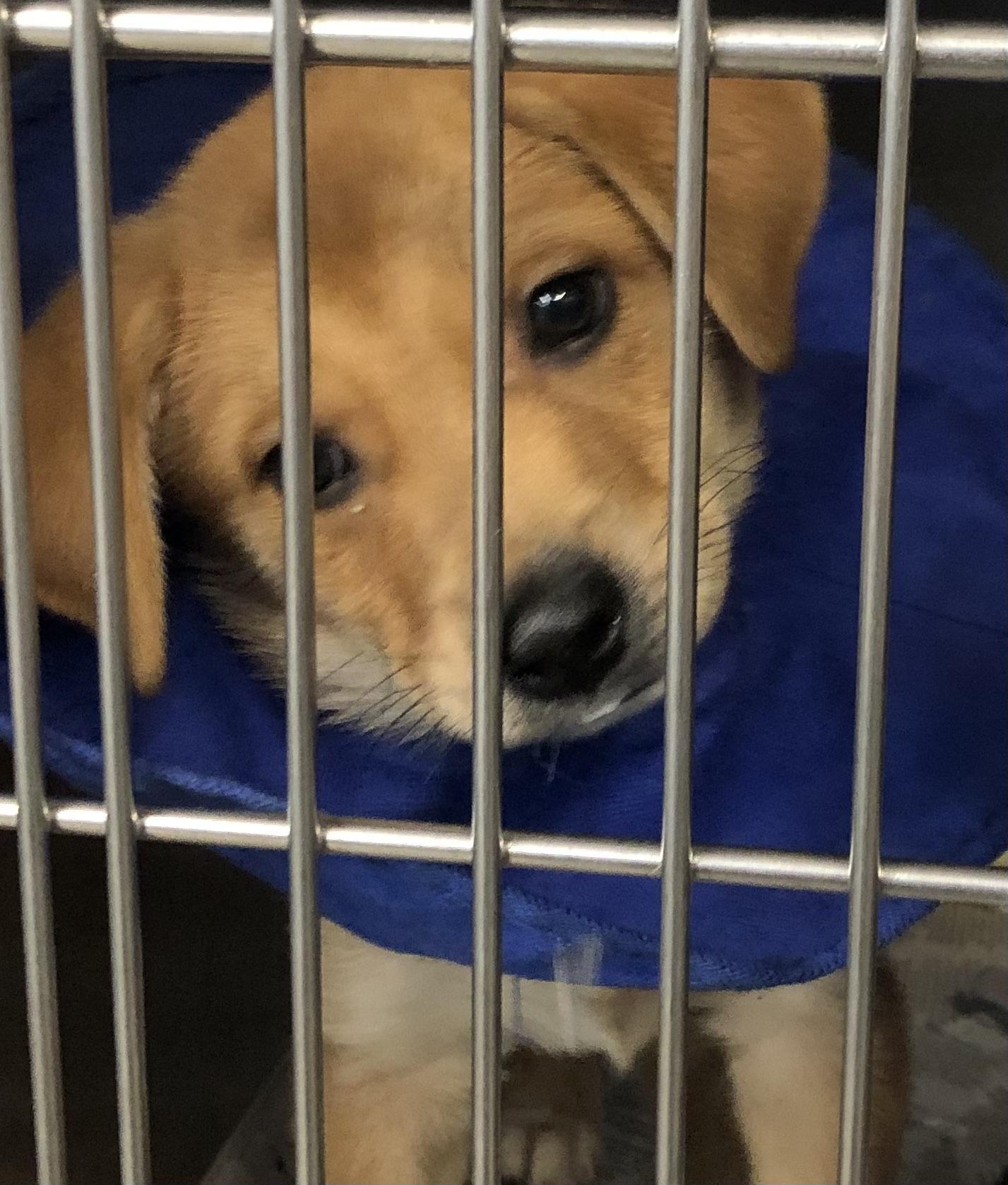 Rooster, adopted, Puppy Male Labrador Retriever.