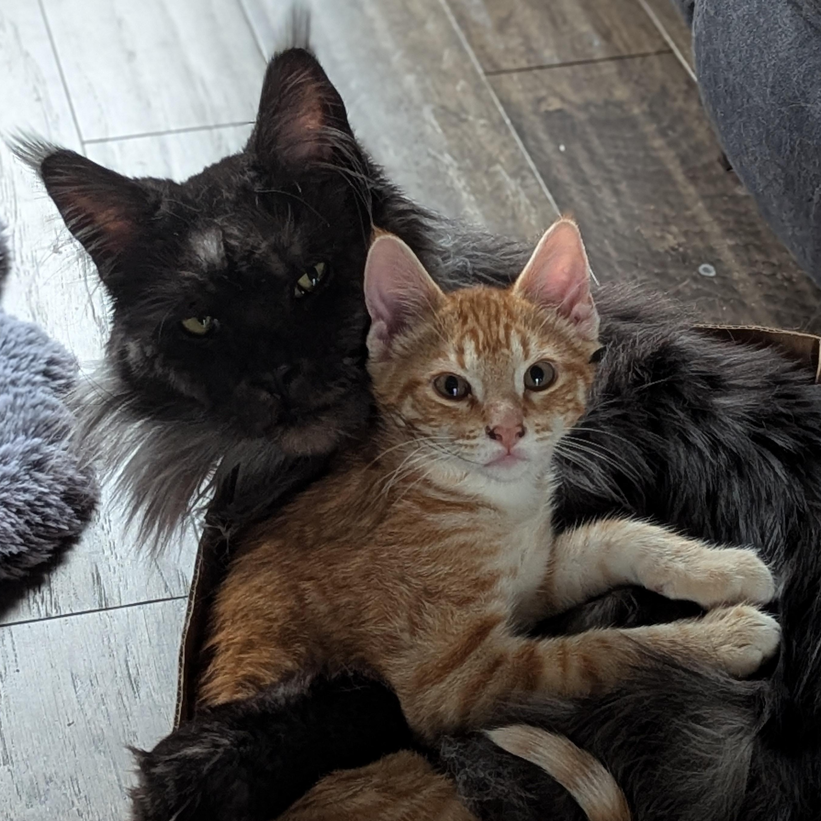 Bissell, ADOPTABLE, Young Male Domestic Short Hair.