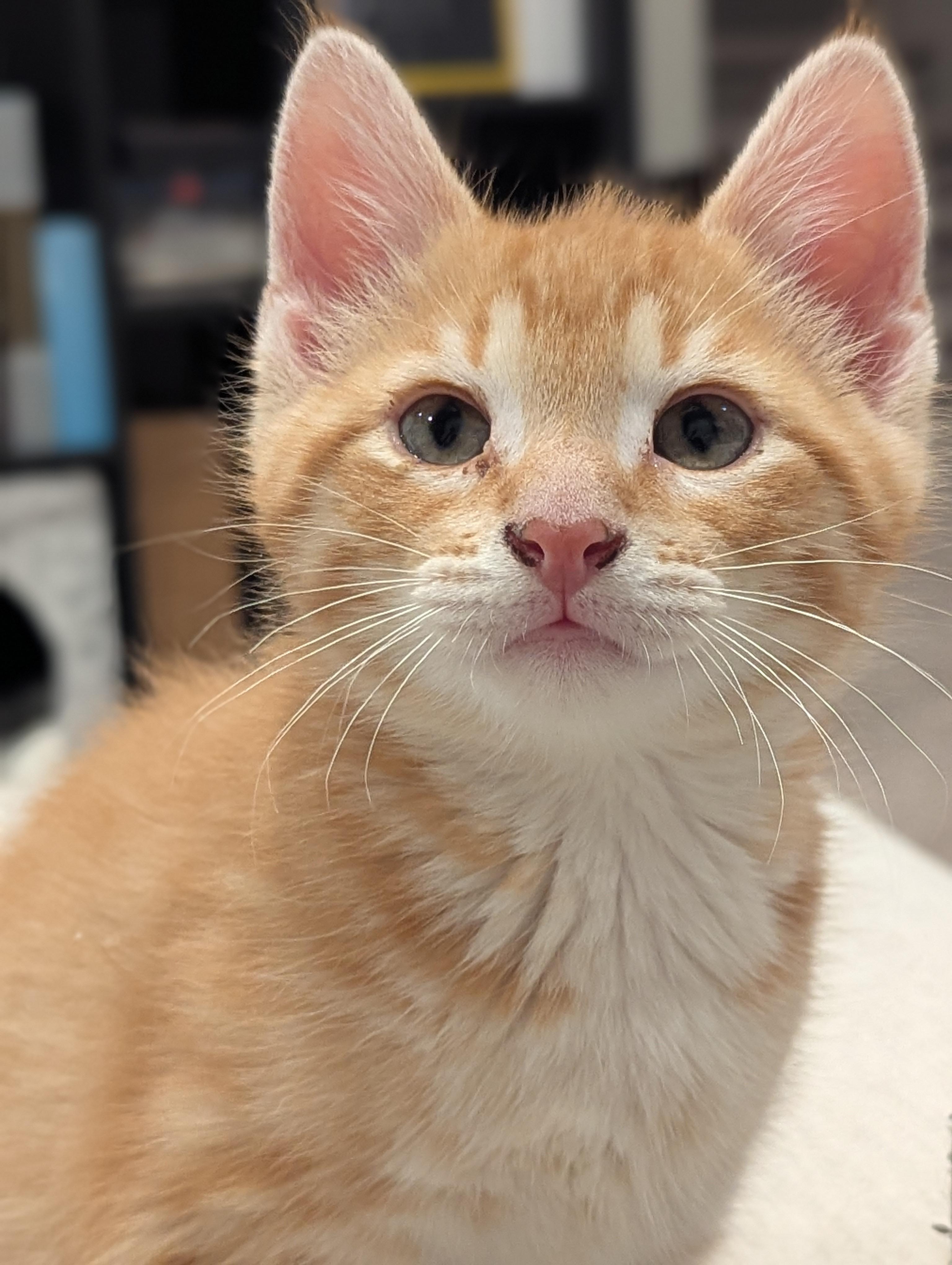 Bissell, a ADOPTABLE Domestic Short Hair in Dickinson, ND image 2/2