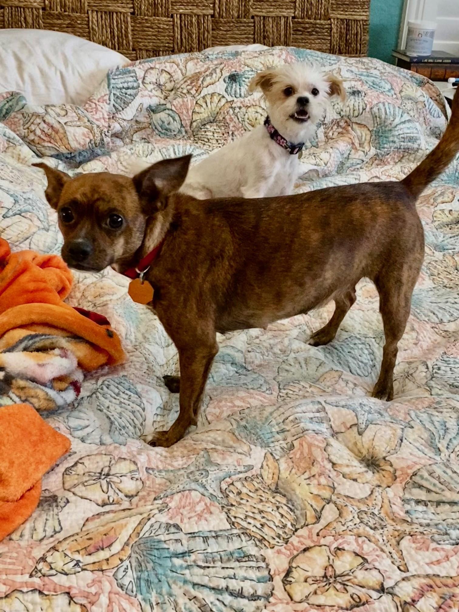 Juju Bee  - COMING SOON! , ADOPTABLE, Adult Female Chihuahua.