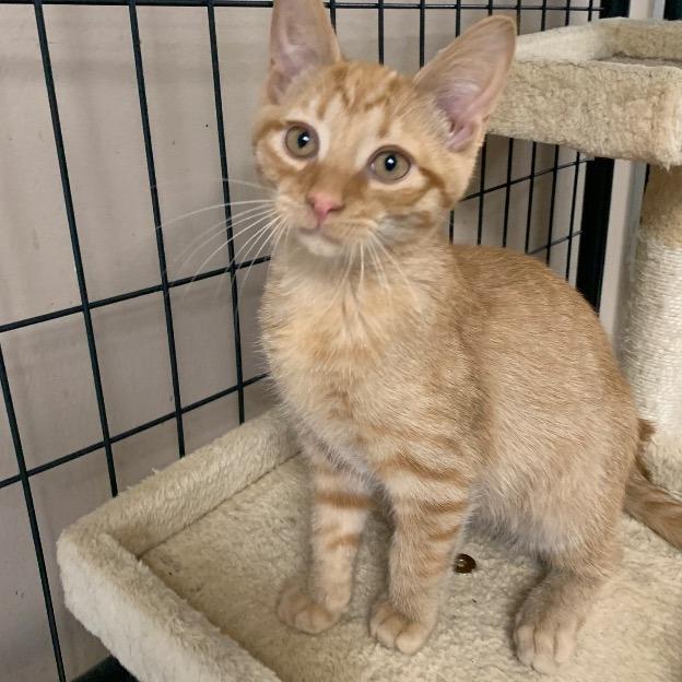 Rusty pka Woozel, Adoptable, Adult Male Domestic Short Hair.