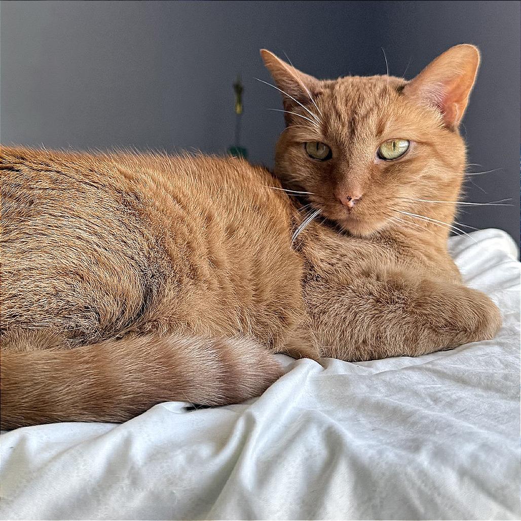Rusty pka Woozel, a Adoptable Domestic Short Hair in Archbold , OH image 2/2