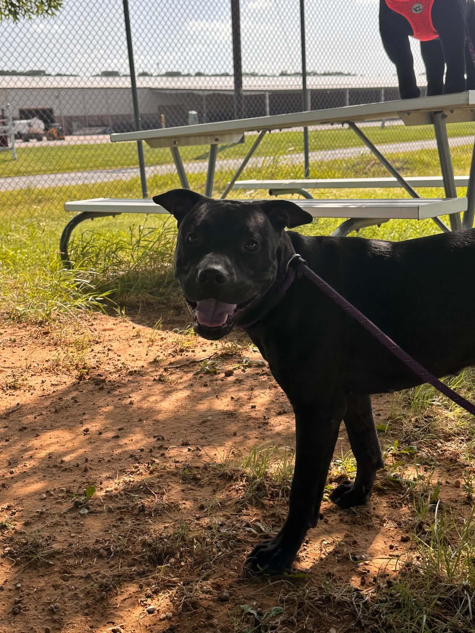 Enlarge Myrtle, a Adoptable mixed breed in Graham, TX image 2/4