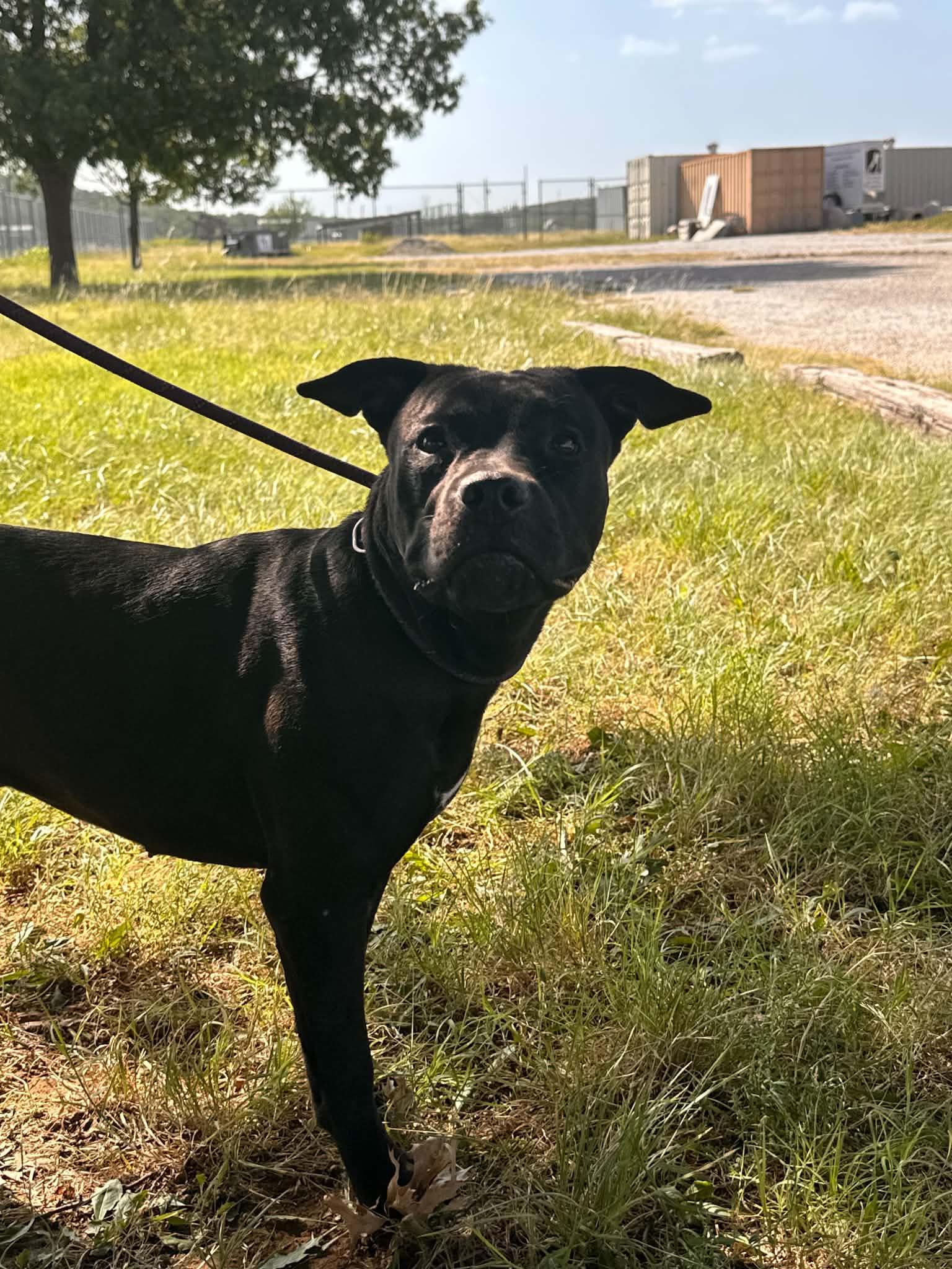 Enlarge Myrtle, a Adoptable mixed breed in Graham, TX image 4/4