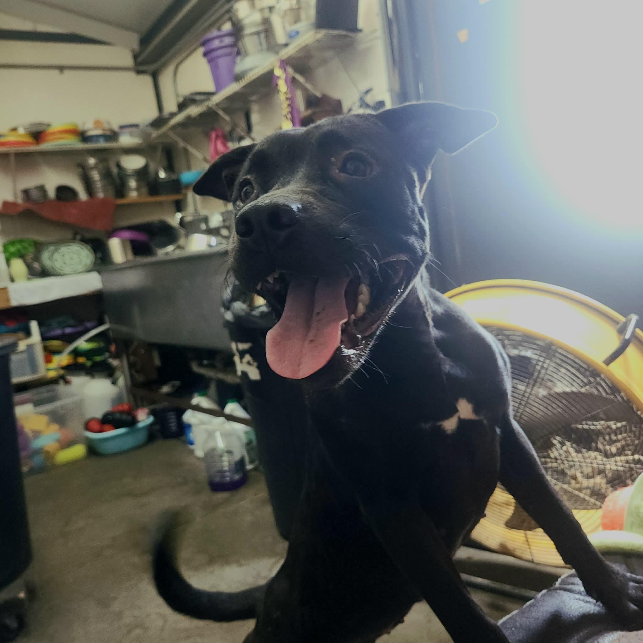 Myrtle, Adoptable, Young Female Pit Bull Terrier & Mixed Breed.