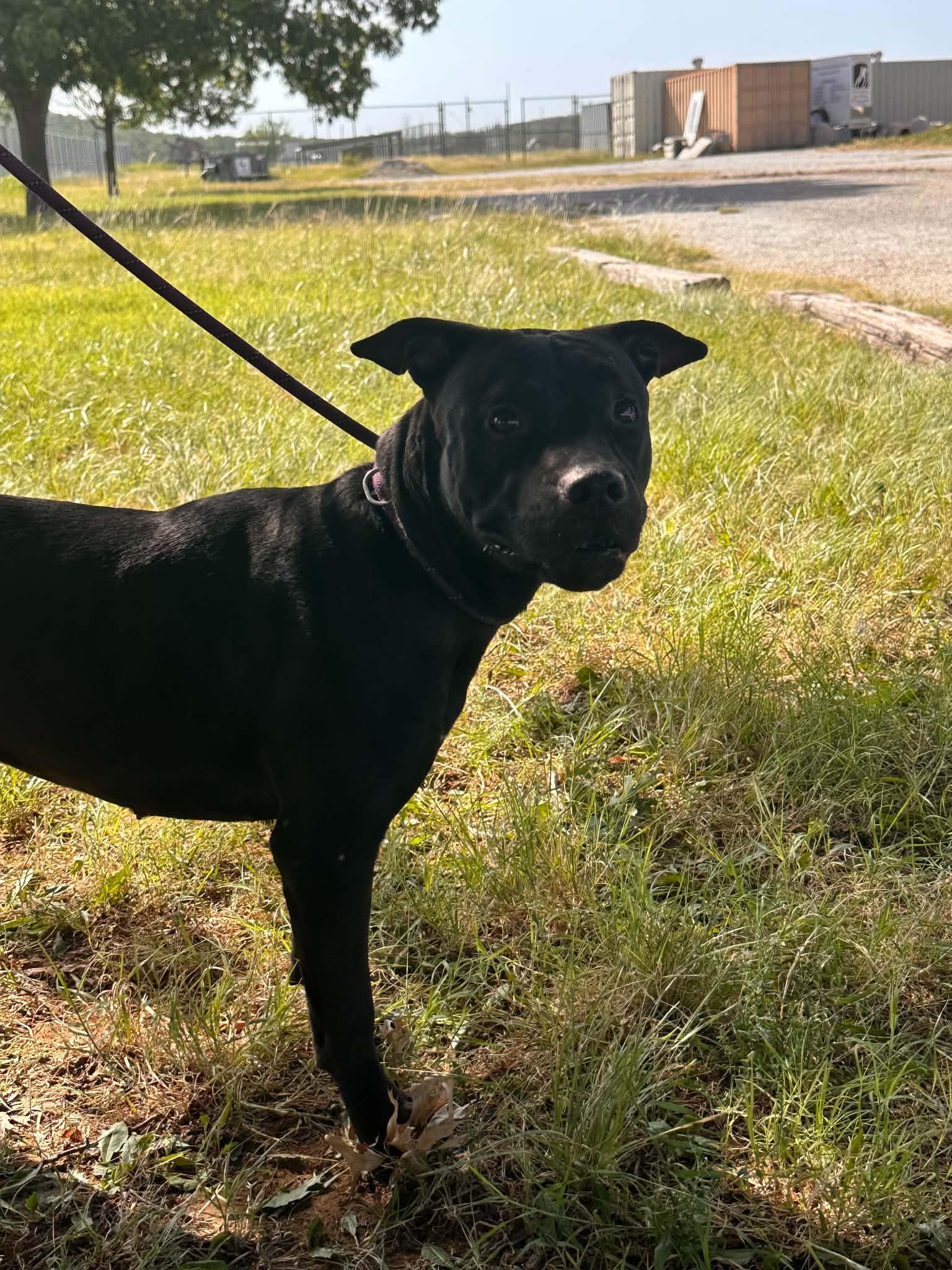 Enlarge Myrtle, a Adoptable mixed breed in Graham, TX image 3/4