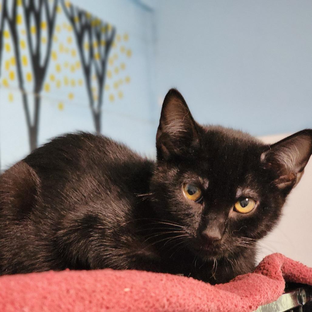 Puddin', Adoptable, Young Male Domestic Short Hair.