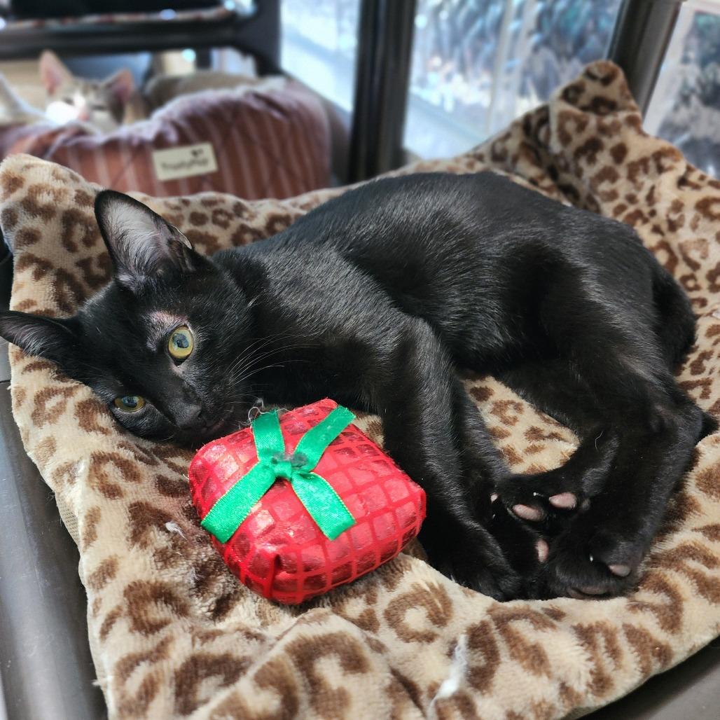 Enlarge Puddin', a Adoptable Domestic Short Hair in Columbus, NC image 3/5