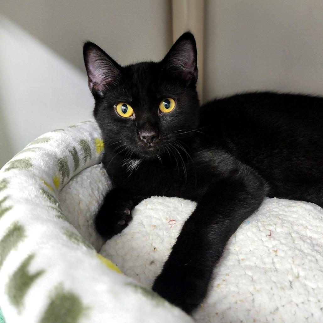Enlarge Puddin', a Adoptable Domestic Short Hair in Columbus, NC image 4/5