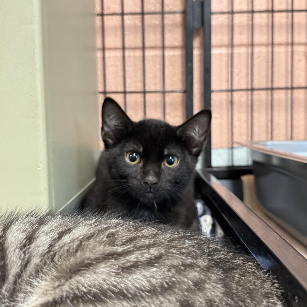 Enlarge Puddin', a Adoptable Domestic Short Hair in Columbus, NC image 5/5