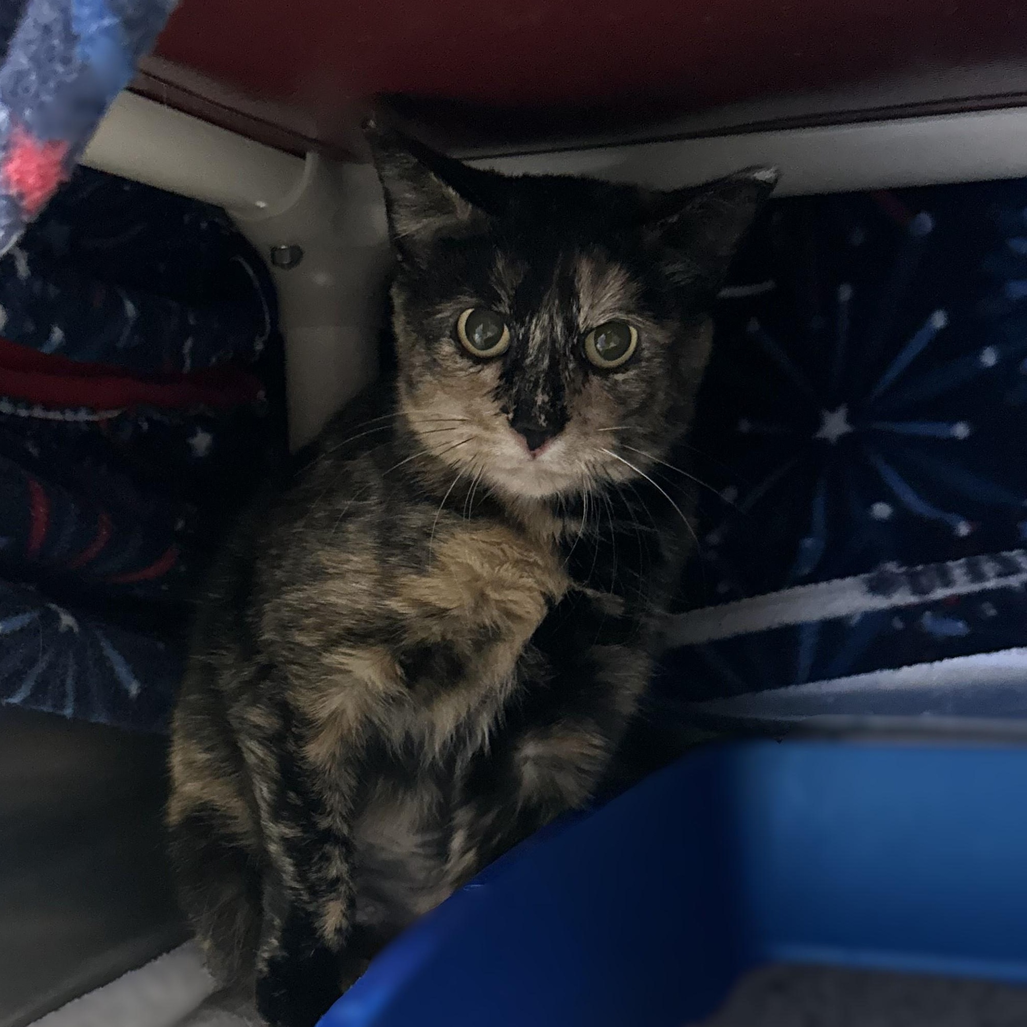 Enlarge *Farm Cat*Pumpkin Patch, a Adoptable Domestic Short Hair in Brookings, SD image 1/1