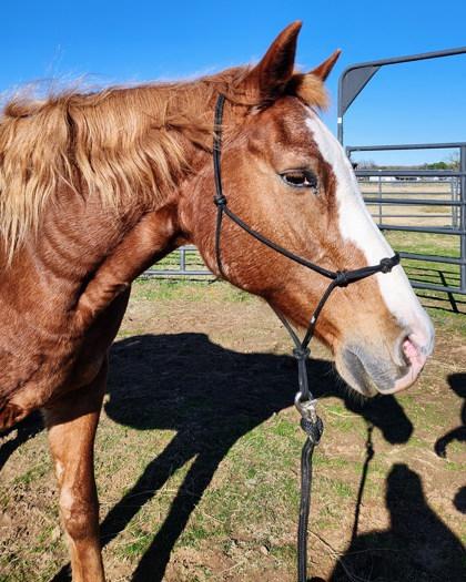 Little Girl, Adoptable, Adult Female Missouri Foxtrotter & Grade.