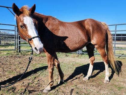 Enlarge Little Girl, a Adoptable mixed breed in Fort Worth, TX image 3/3
