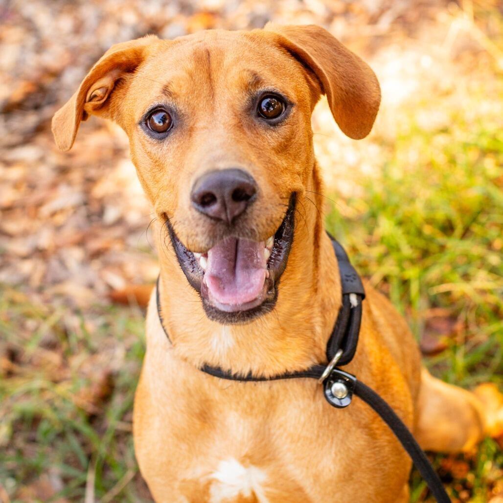 Enlarge Nala, a Adoptable mixed breed in Novelty, OH image 1/1