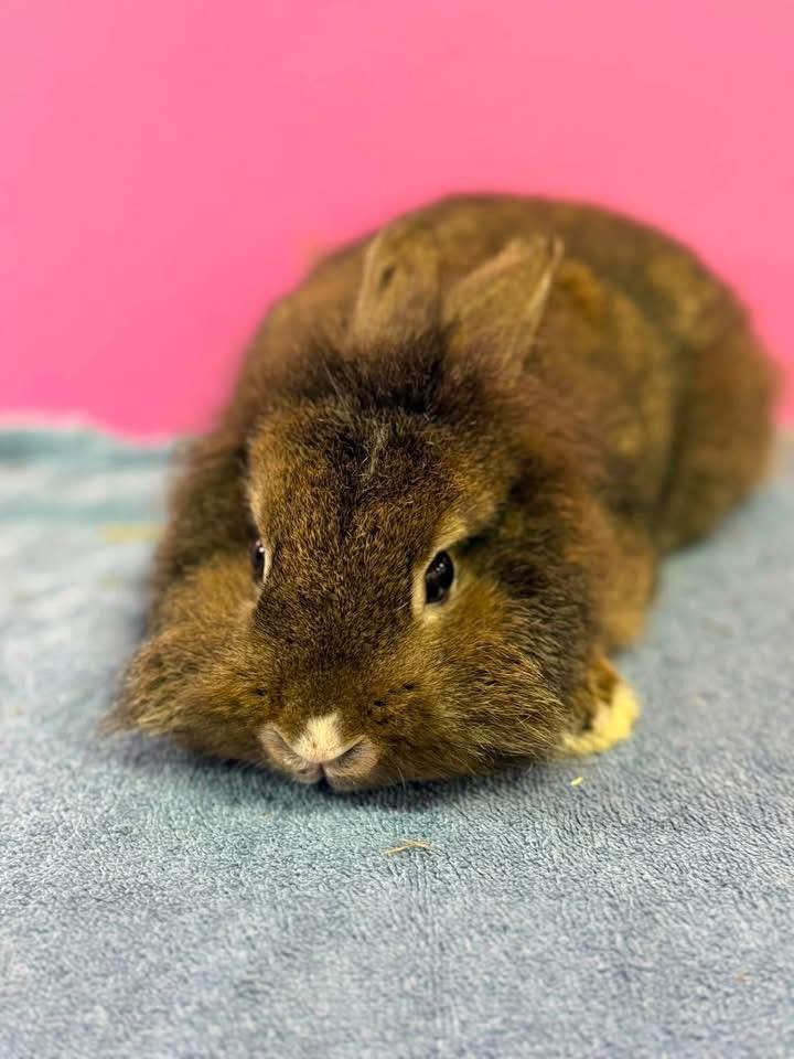Baked Beans and friends, a ADOPTABLE Lionhead in St. Charles, MO image 2/4