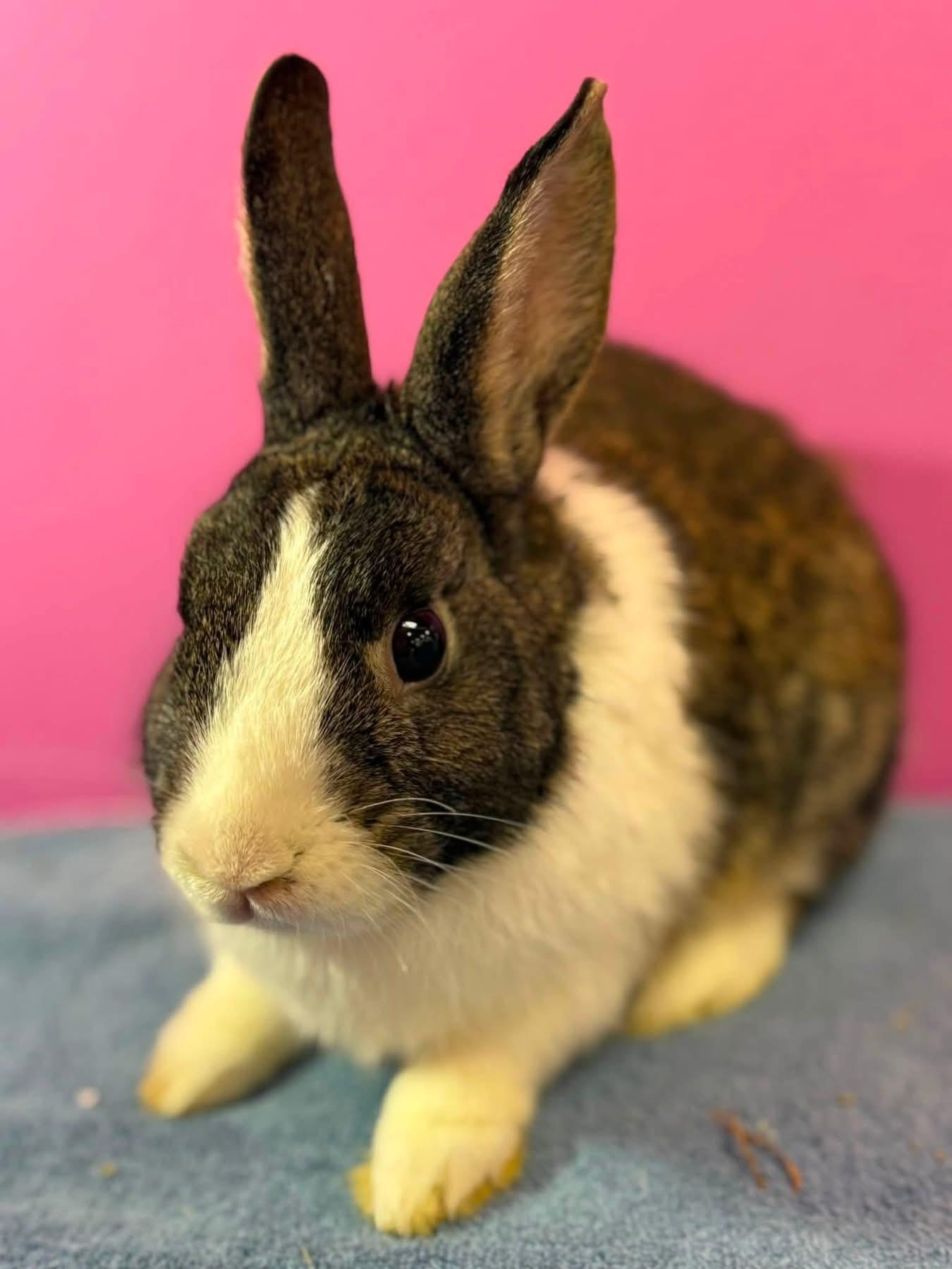 Baked Beans and friends, a ADOPTABLE Lionhead in St. Charles, MO image 3/4