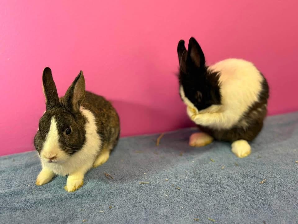 Baked Beans and friends, a ADOPTABLE Lionhead in St. Charles, MO image 4/4