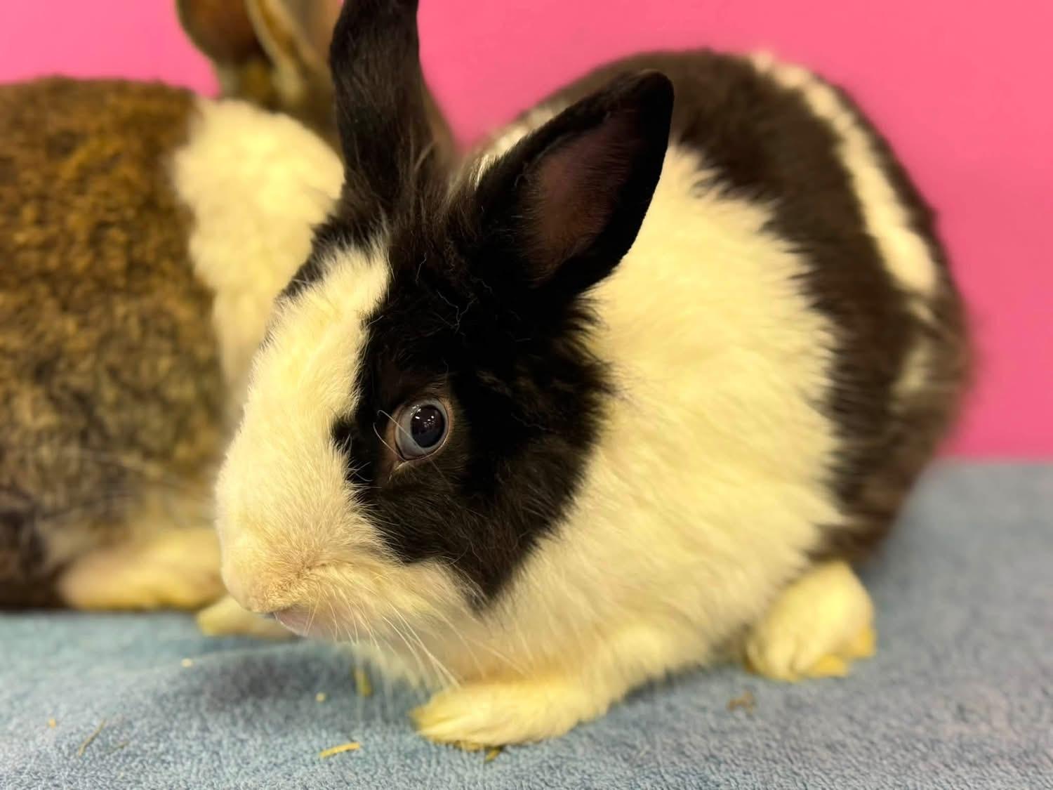 Baked Beans and friends, ADOPTABLE, Young Male Lionhead.