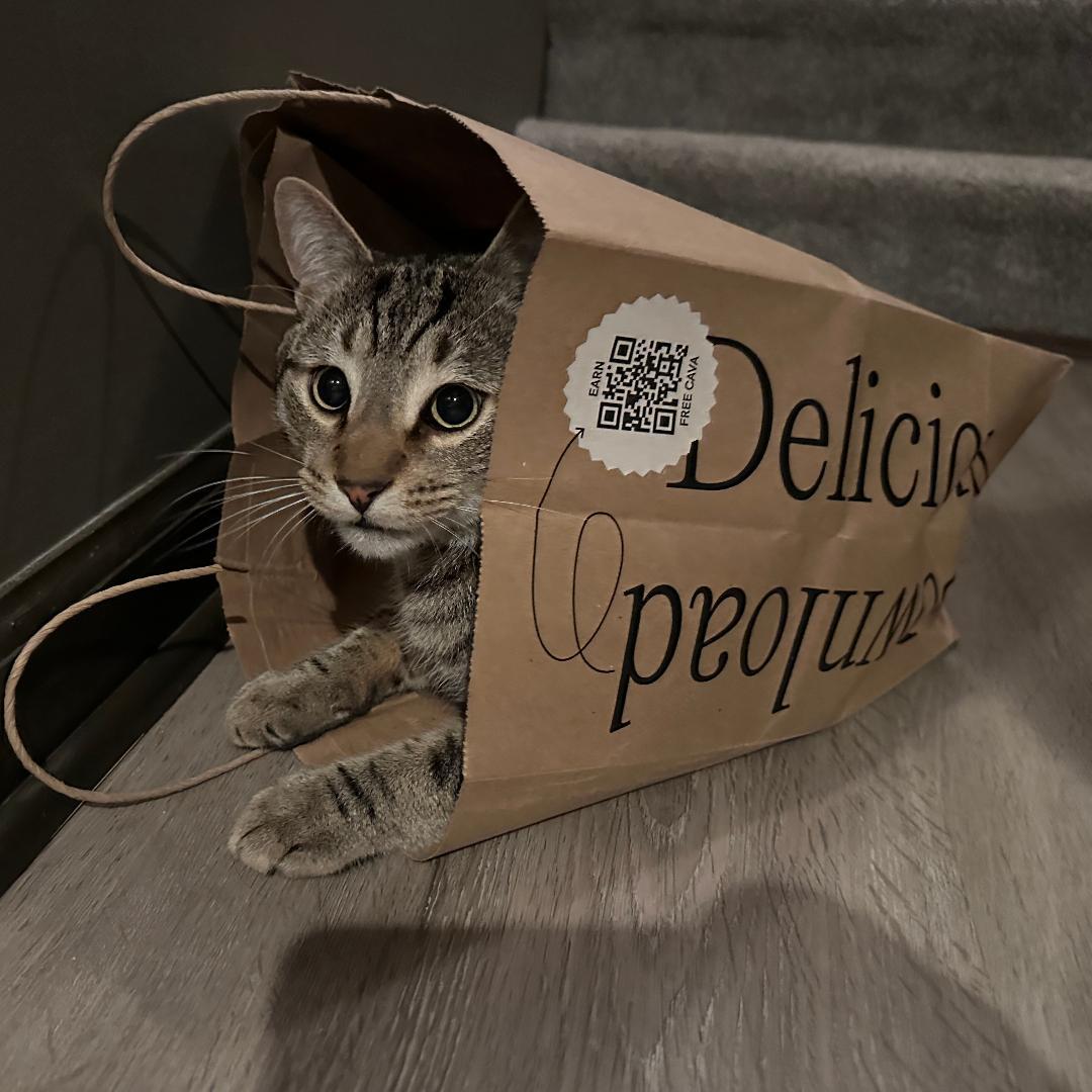 Luna, Adoptable, Young Male Domestic Short Hair & Tabby.