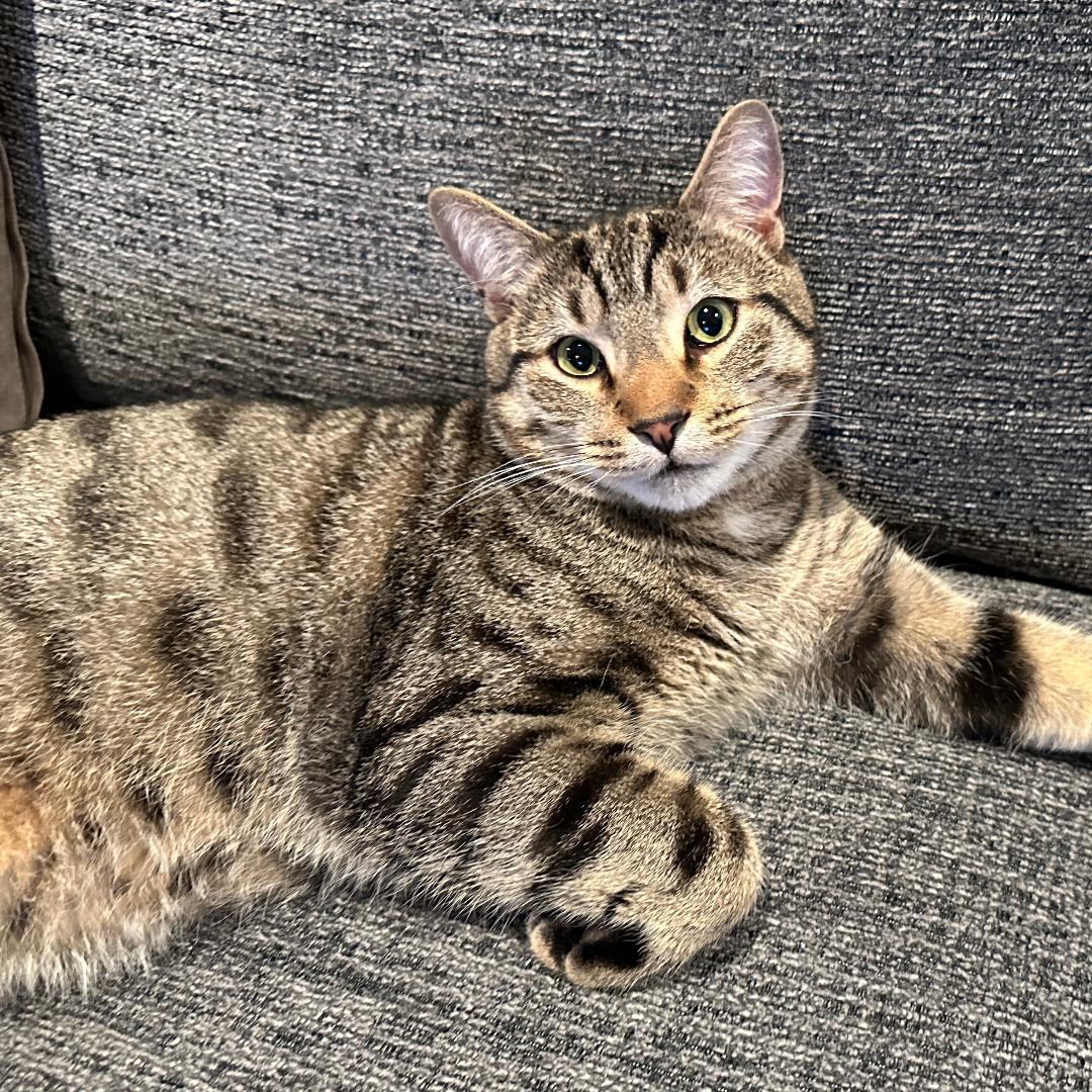 Enlarge Luna, a Adoptable mixed breed in Arlington, VA image 2/3