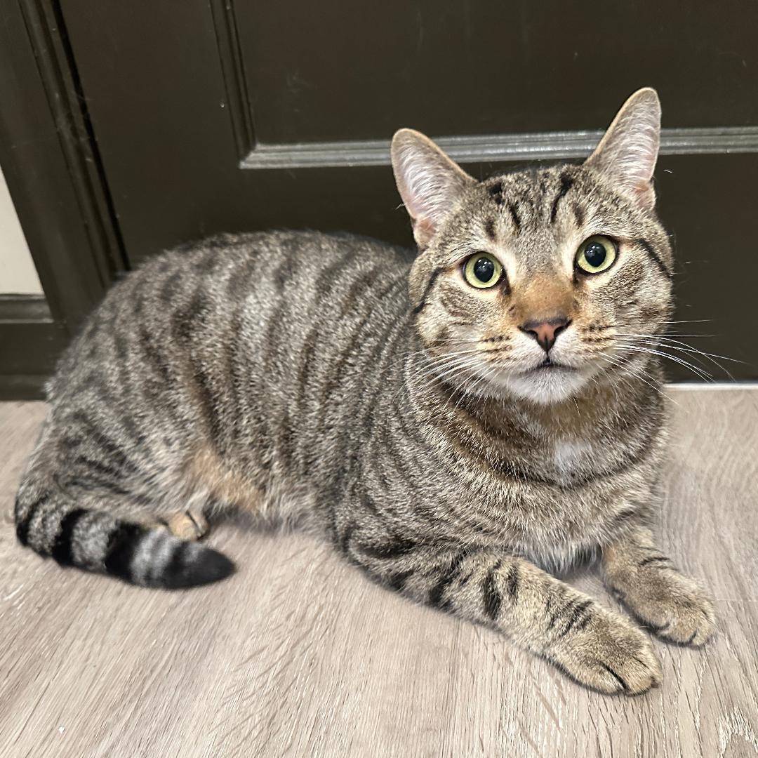 Enlarge Luna, a Adoptable mixed breed in Arlington, VA image 3/3