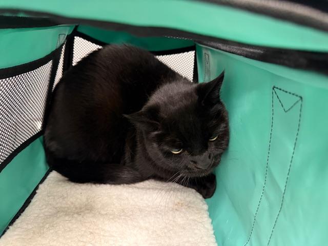 HERSHEY, Adoptable, Senior Male Domestic Short Hair.