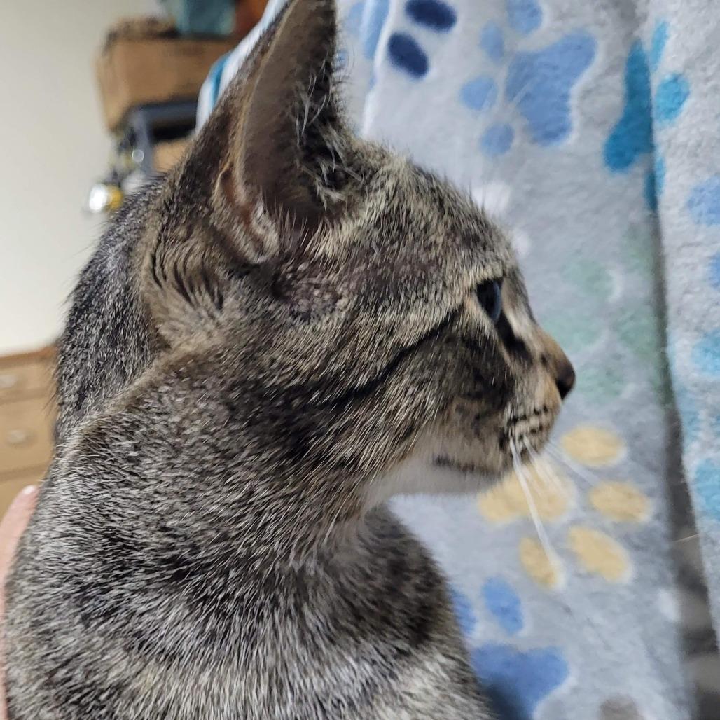 Topaz, Adoptable, Adult Female Domestic Short Hair.