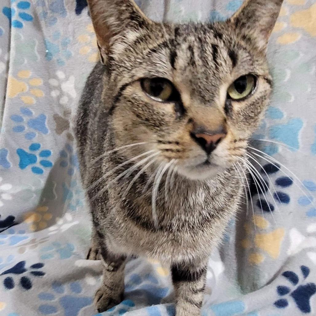 Enlarge Topaz, a Adoptable Domestic Short Hair in Traverse City, MI image 2/2