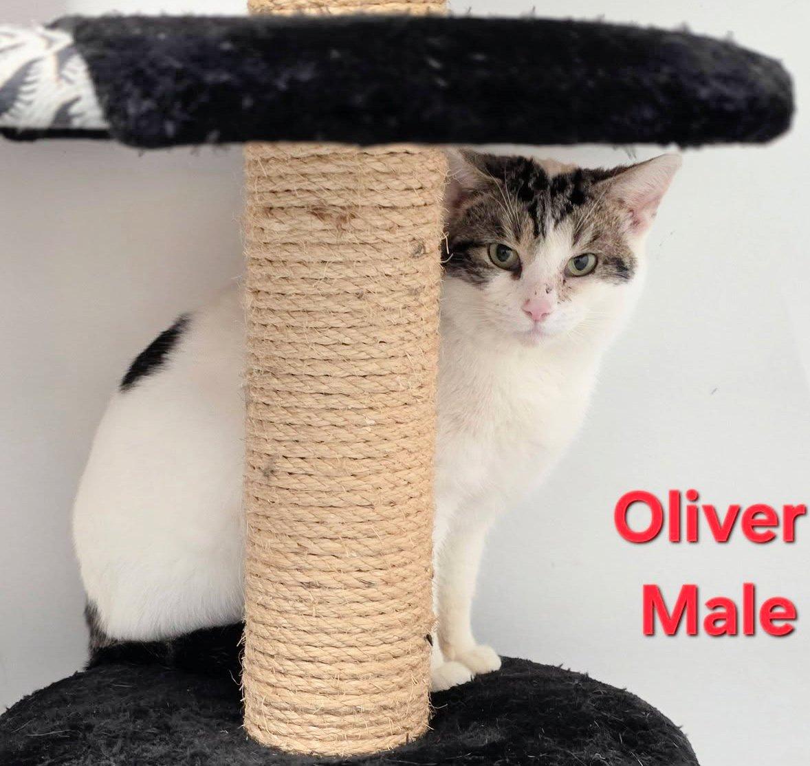 Oliver, ADOPTABLE, Young Male Domestic Short Hair.