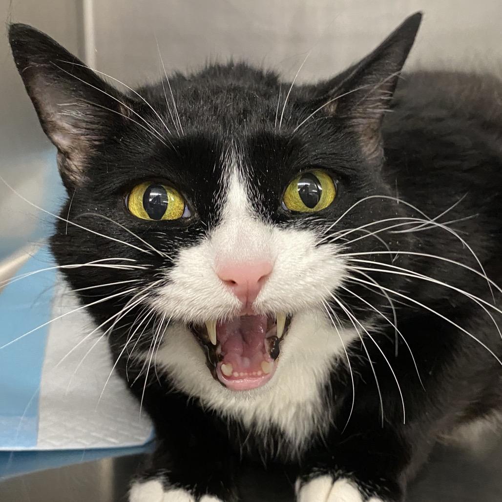 Misty, Adoptable, Senior Female Domestic Short Hair.