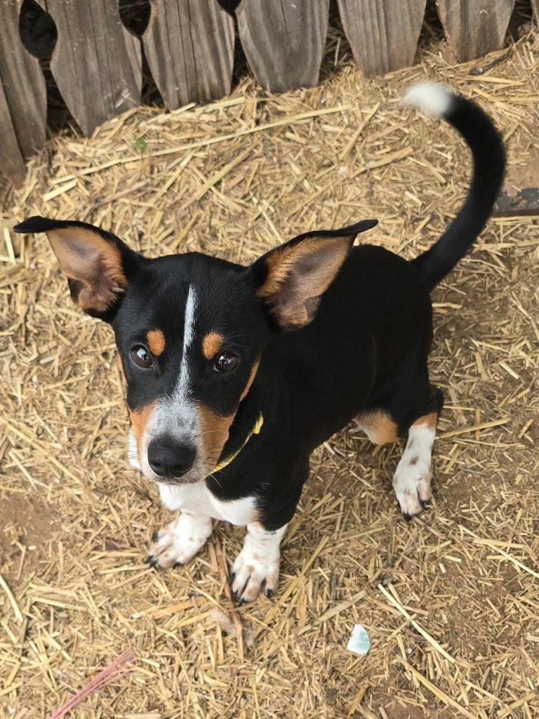 Enlarge Sox, a Adoptable mixed breed in Salt Lake City, UT image 2/6