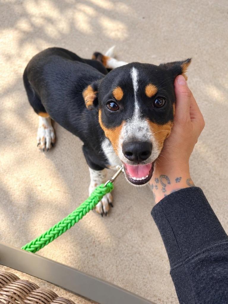 Enlarge Sox, a Adoptable mixed breed in Salt Lake City, UT image 6/6