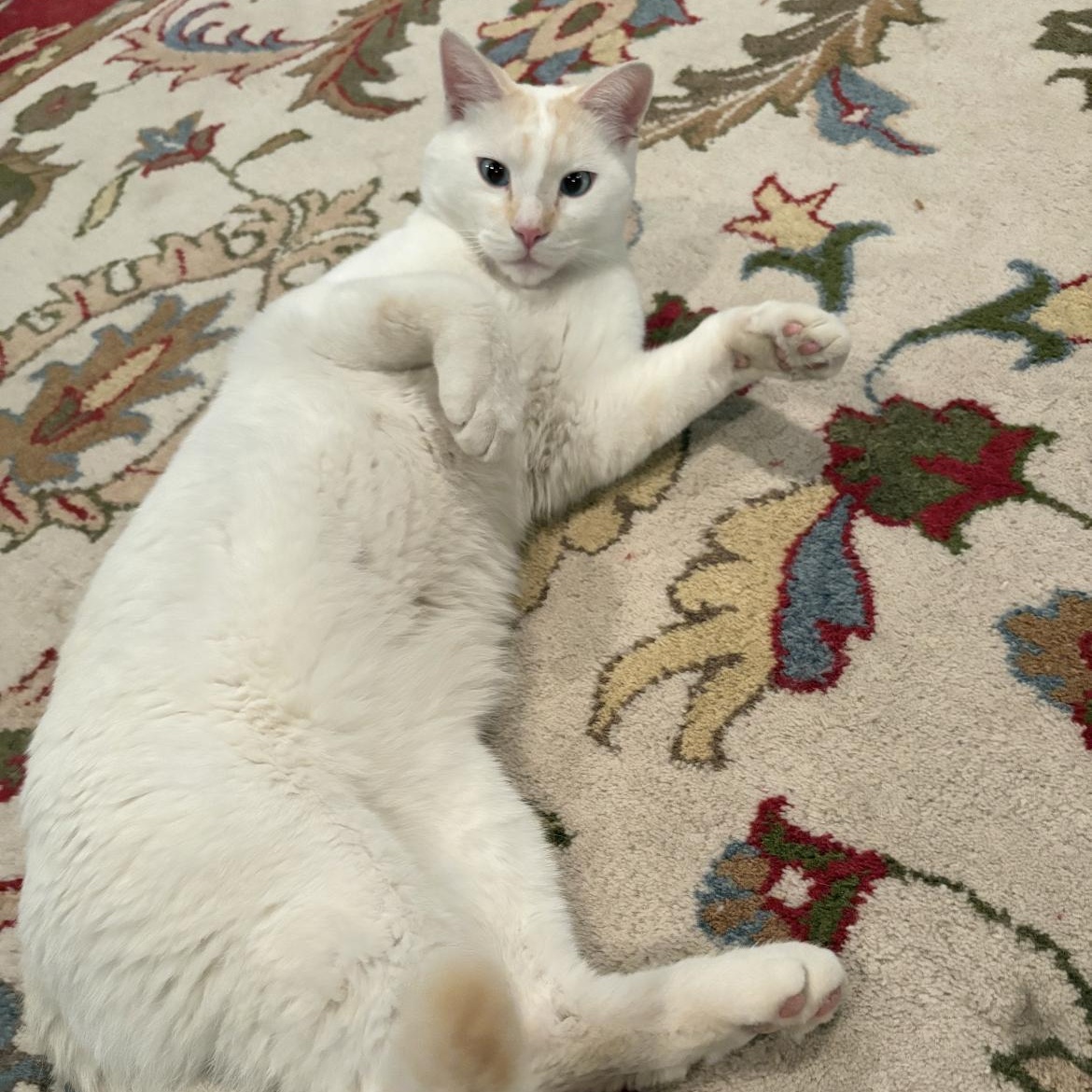 Enlarge Toto, an adoptable mixed breed in Omaha, NE image 6/6