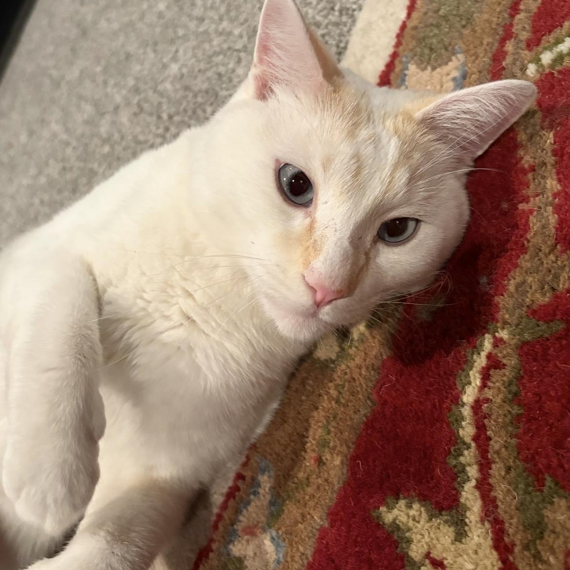 Enlarge Toto, an adoptable mixed breed in Omaha, NE image 3/6