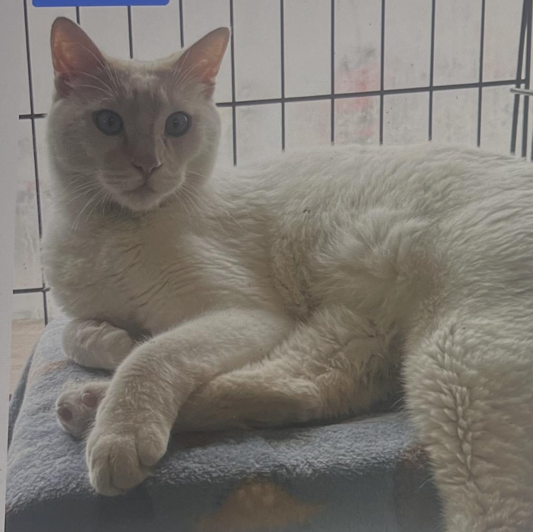 Enlarge Toto, an adoptable mixed breed in Omaha, NE image 2/6